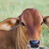 American Brahman