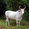Zebu