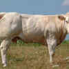 Belgian Blue