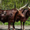 Ankole-Watusi