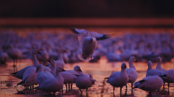 Bosque del Apache, New Mexico
