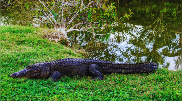 Alligator Alley, Florida