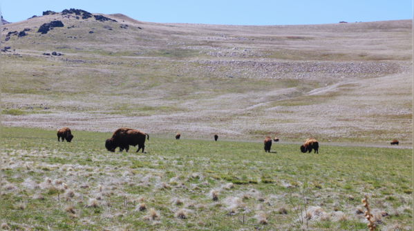 Antelope Island State Park, Utah