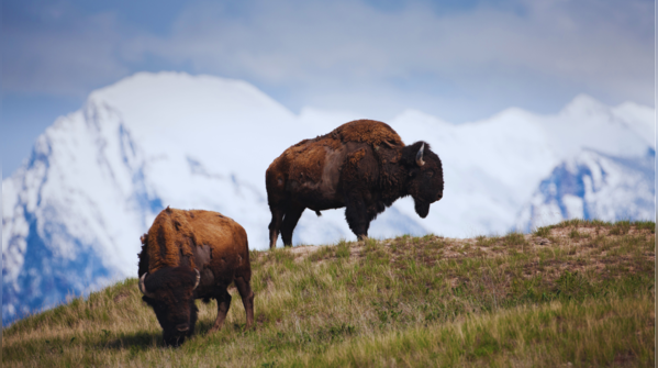 National Bison Range, Montana