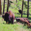 Custer State Park, South Dakota