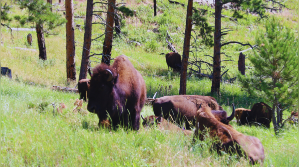 Custer State Park, South Dakota