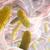 Why are UTI reinfections common? 