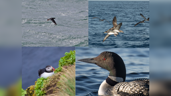 7 amazing birds that can swim like Penguins