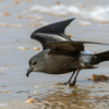 Diving Petrel