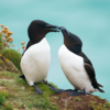 Auks (Razorbills and Guillemots)