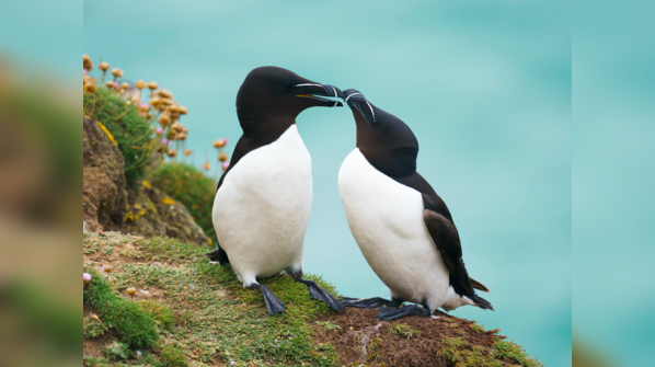 Auks (Razorbills and Guillemots)
