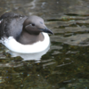 Common Murre