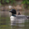Loons
