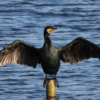 Cormorants