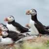 Puffins