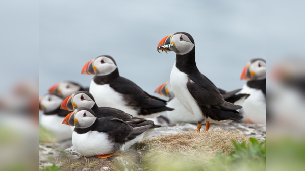 Puffins