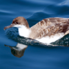 Shearwaters