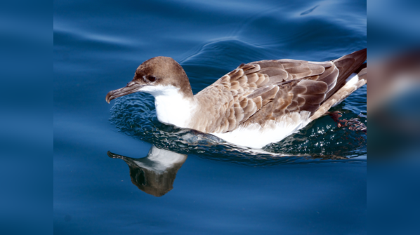 Shearwaters