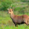 Hog Deer