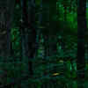 置物 glowing forest World Glowing Forests: 8 naturally glowing forests around the