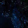 World Glowing Forests: 8 naturally glowing forests around the
