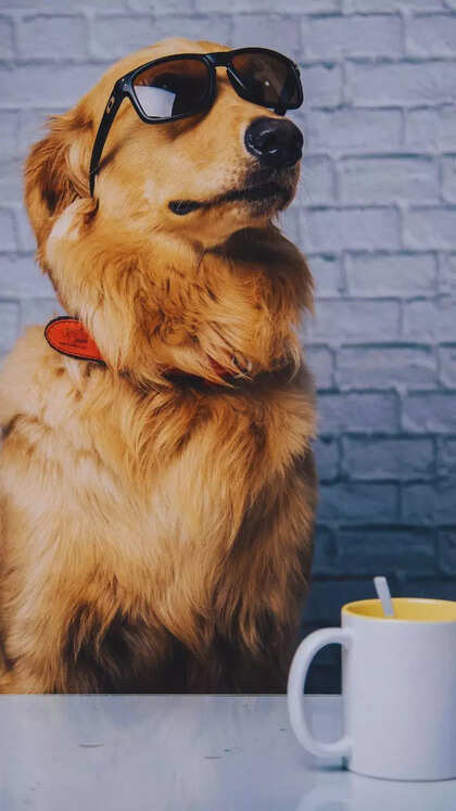 10 cute pet dog breeds known for their incredible intelligence