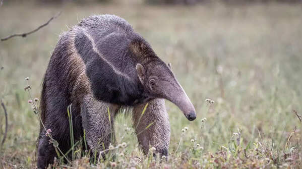 Anteaters