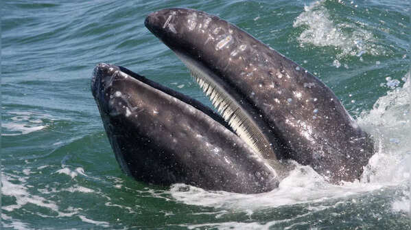 Baleen whales