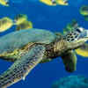 Turtles
