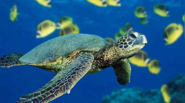 Turtles