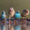 Birds <sup>​</sup>