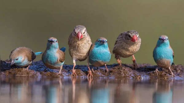 Birds <sup></sup>