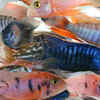 African Cichlids – Lifespan: 10 to 15 years