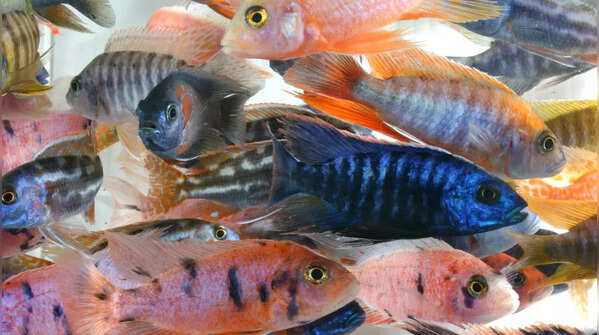 African Cichlids – Lifespan: 10 to 15 years
