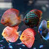 Discus Fish – Lifespan: 10 to 15 years