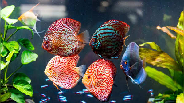Discus Fish – Lifespan: 10 to 15 years