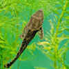 Plecostomus (Pleco) – Lifespan: 10 to 20+ years