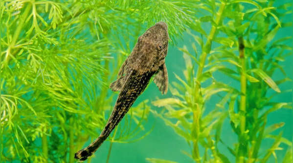 Plecostomus (Pleco) – Lifespan: 10 to 20+ years