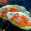 Oscar Fish – Lifespan: 10 to 20 years