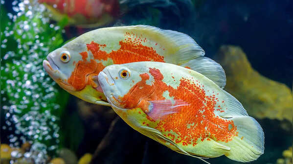 Oscar Fish – Lifespan: 10 to 20 years