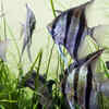 Freshwater Angelfish – Lifespan: 10 to 15 years