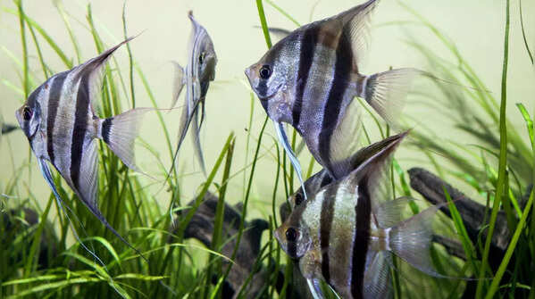 Freshwater Angelfish – Lifespan: 10 to 15 years