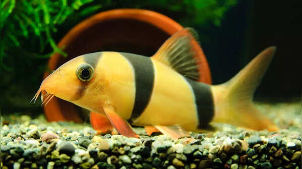 Clown Loach – Lifespan: 15 to 25 years