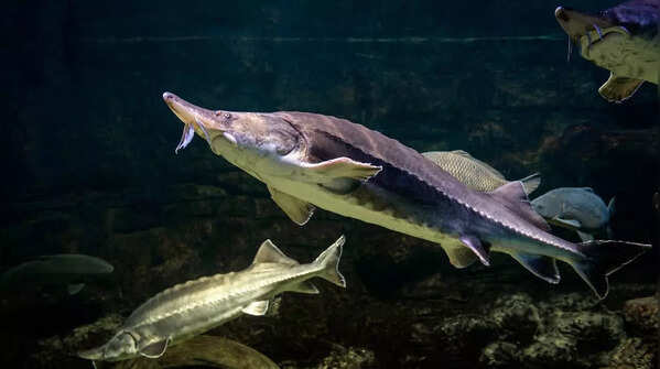 Sturgeon – Lifespan: 50 to 100+ years