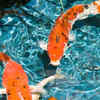 Koi Fish – Lifespan: 25 to 200 years