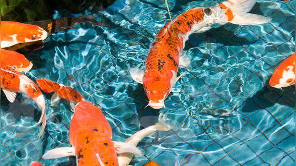 Koi Fish – Lifespan: 25 to 200 years