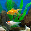 Goldfish – Lifespan: 10 to 40 years