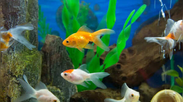 Goldfish – Lifespan: 10 to 40 years
