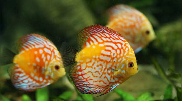 Aquarium fishes that can live for decades