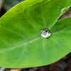 Colocasia leaves